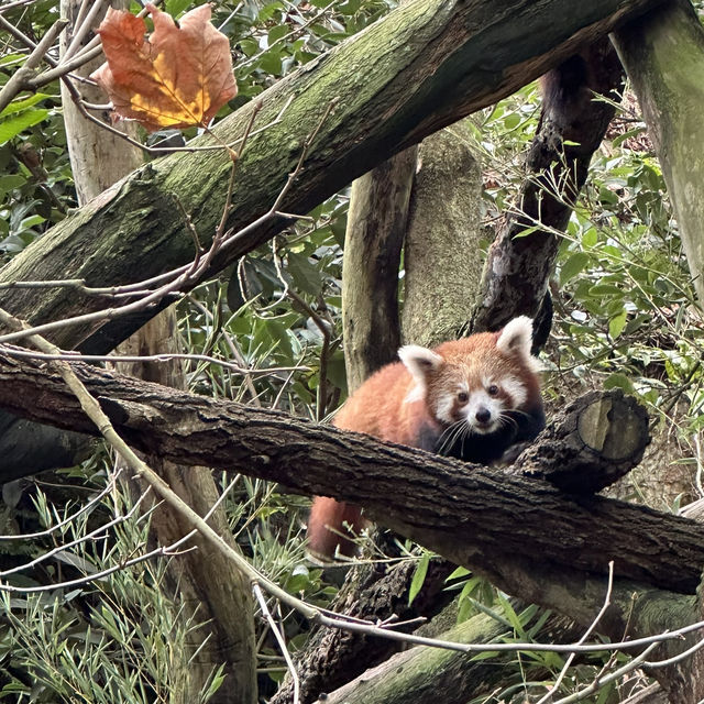 悉尼Taronga Zoo 袋鼠🦘樹熊🐨澳洲物種大匯集！