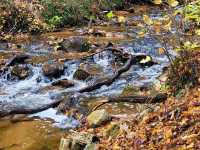 So much beauty to see at Cut River Bridge
