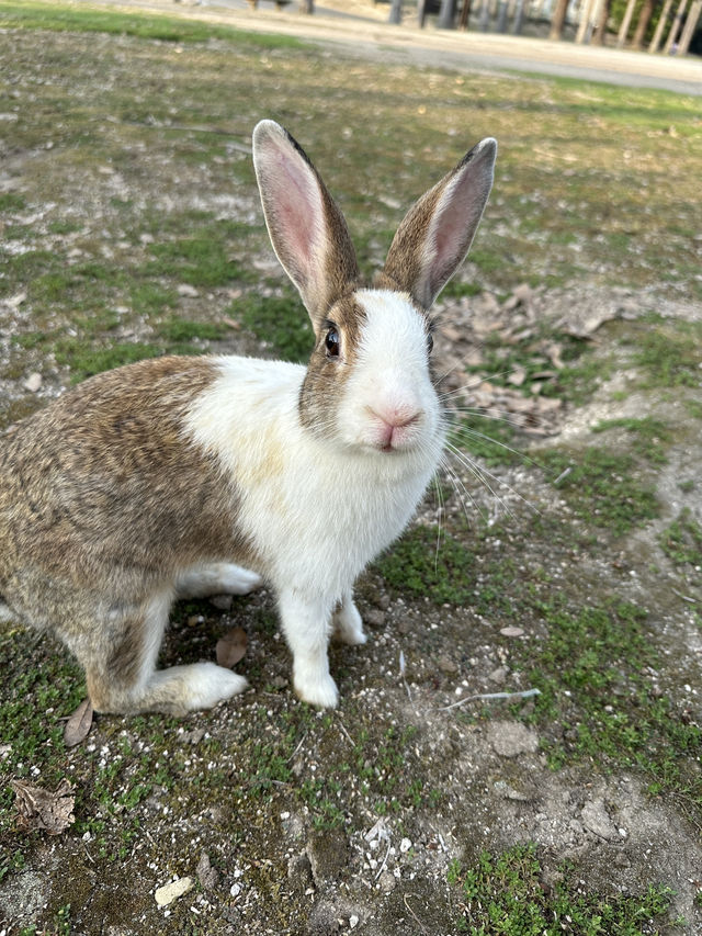 兔奴必遊🐰大久野島探兔仔賞日落🌄