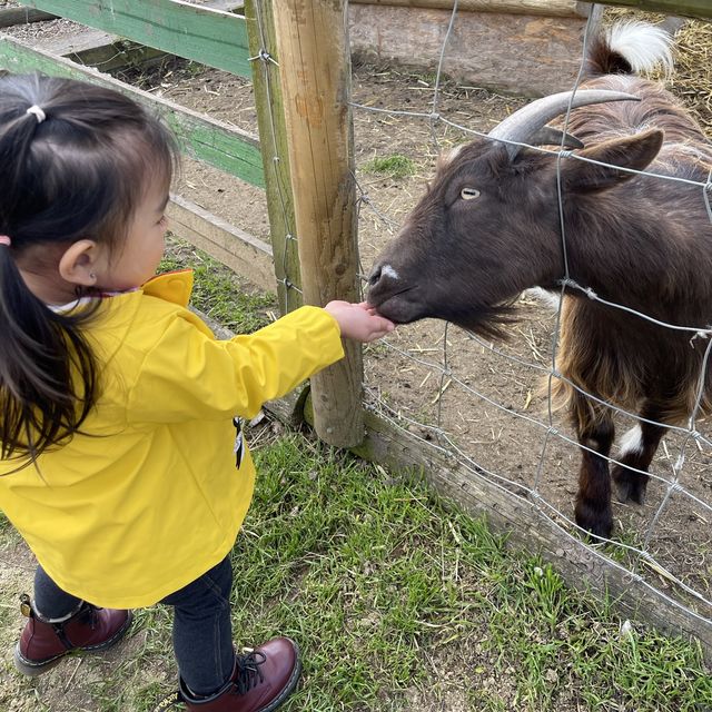 Milton Keynes -Gulliver's Dino & Farm Park