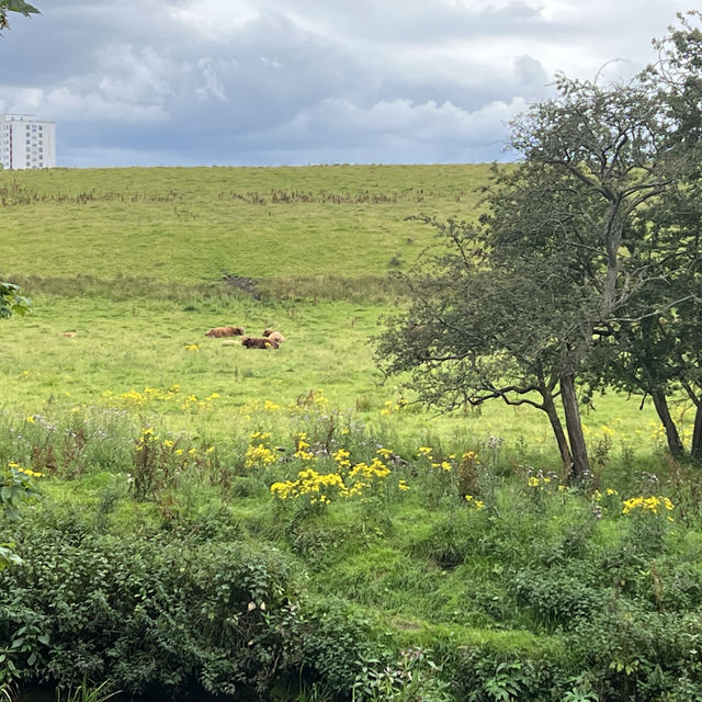 Pollok Country Park