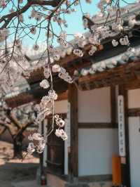 🌸 추사고택 💕