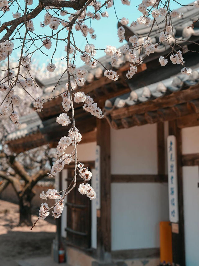 🌸 추사고택 💕