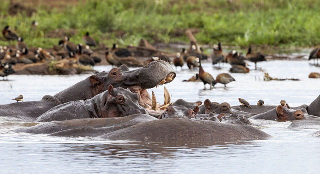 7 Days Wildebeest Migration 