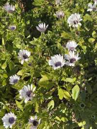 Flowers in the sun