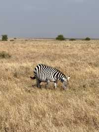 Nairobi National Park – Wildlife on the City’s Edge 🦏