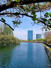 🌸 Jaw Dropping Japan - Shrines, Train Lines & Bovine.