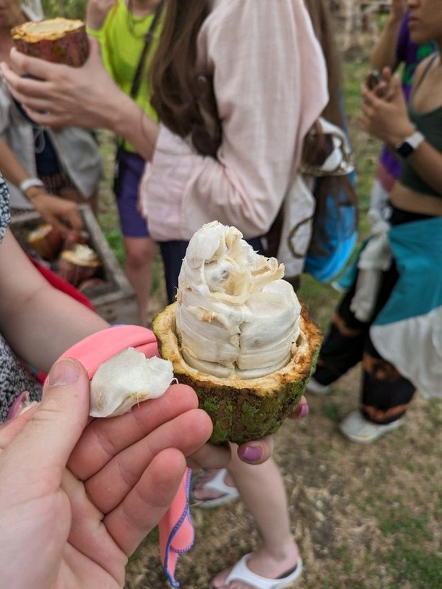 Chocolate farm on Bohol island, Philippines 