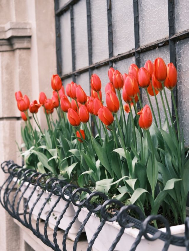 Wukang road in spring