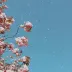 Lyra_6_Everhart_84