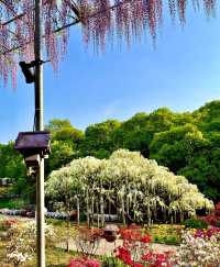 160-year-old Wisteria Waterfall * Only limited to 30 days a year around Tokyo.