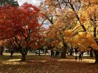 Hokkaido University | Japan's most beautiful university