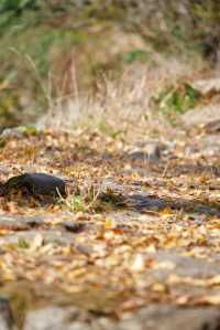 初冬的嶼北,在質樸之外,是斑斕的色彩