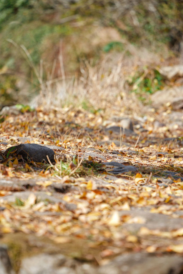 初冬的嶼北,在質樸之外,是斑斕的色彩 初冬的嶼北,在質樸之外,是斑斕的色彩