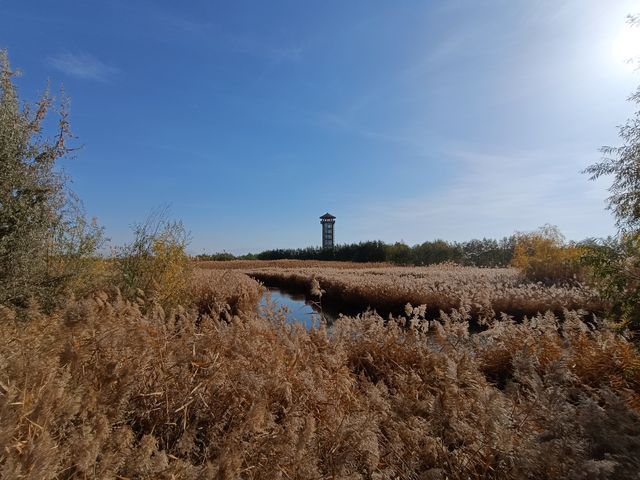 遇見多彩的秋天，張掖國家濕地公園