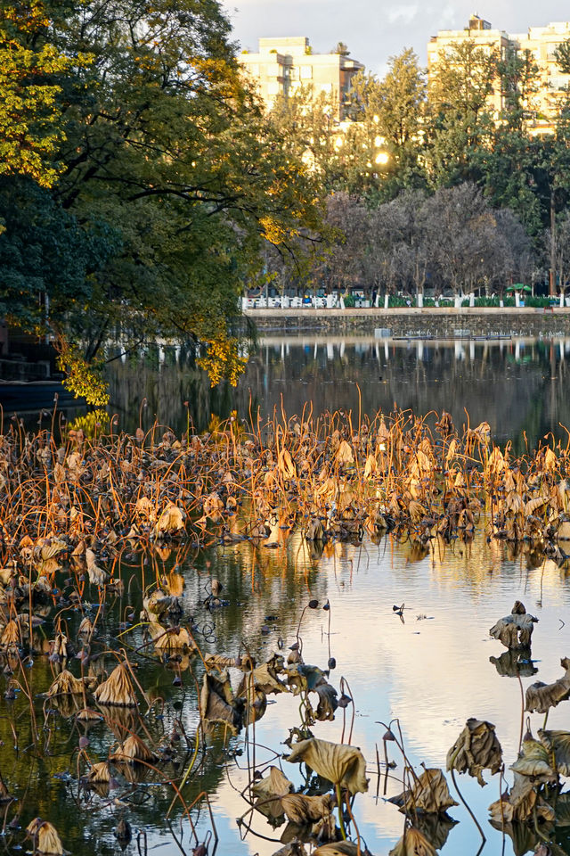 深秋的翠湖公園真的太美了（附攻略）