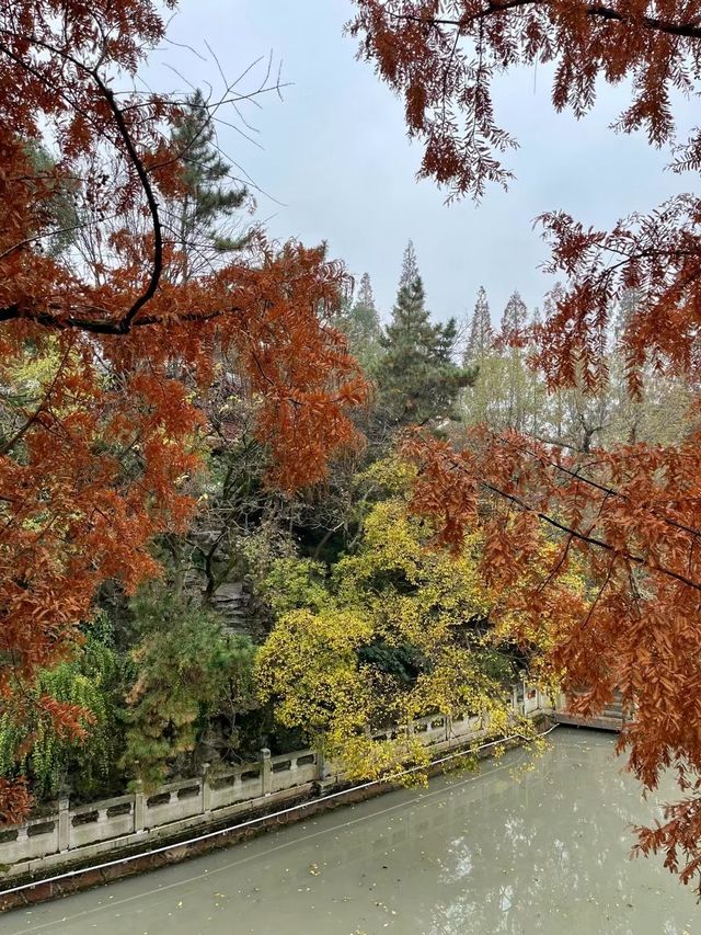 秋霞圃：一年之中，此時最紅！