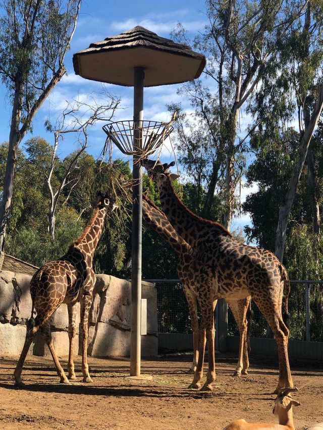 如何玩轉聖地牙哥野生動物園，景點介紹和遊玩指南