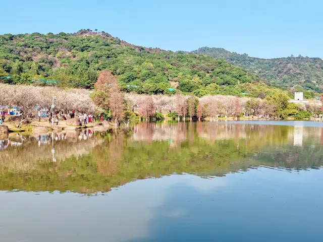 Go to Luogang Xiangxue Park to see plum blossoms