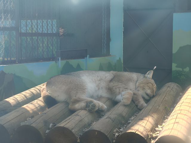 昆明動物園 | 這20塊花的超值