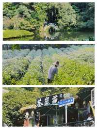 杭州｜超推薦初秋徒步首選：香香的滿覺陇