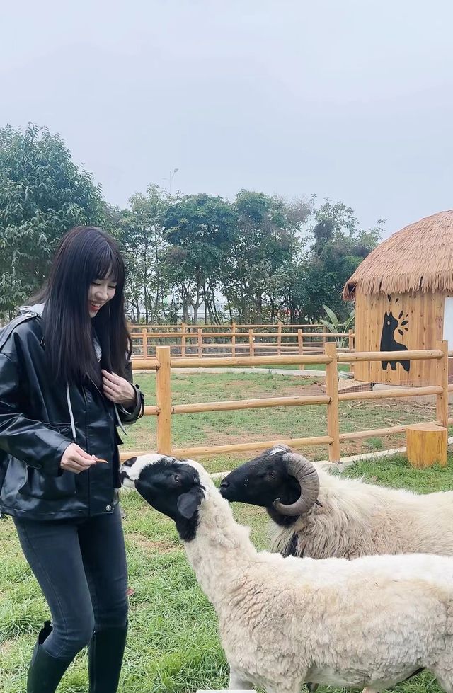 在湛江這個大咩咩牧場可以去