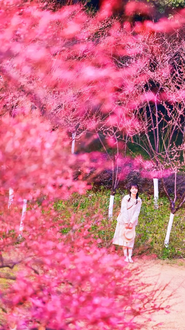 重慶春日賞花彩雲湖畔梅花盛放~攻略