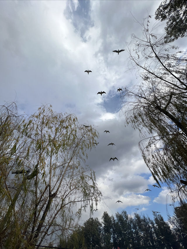 昆明餵海鷗｜不是滇池去不起，而是翠湖公園更有性價比！