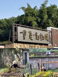 重慶動物園超全看“熊貓”指南，建議收藏！