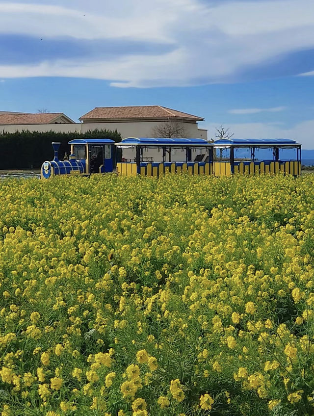 油菜花已滿開免費就能看的東京近郊絕景
