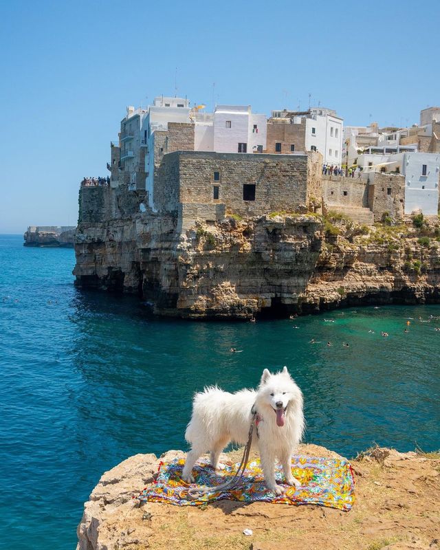 🐻‍❄️ Knock knock! Someone's home in Puglia, Italy - and it's amazing! 🌊🌸🏖️
