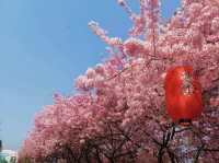 跟著攜程打卡這裡的櫻花最美福建永福櫻花園