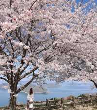 日本櫻花·一個人旅行·重新認識自己的機會