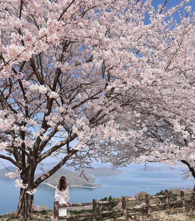 日本櫻花·一個人旅行·重新認識自己的機會