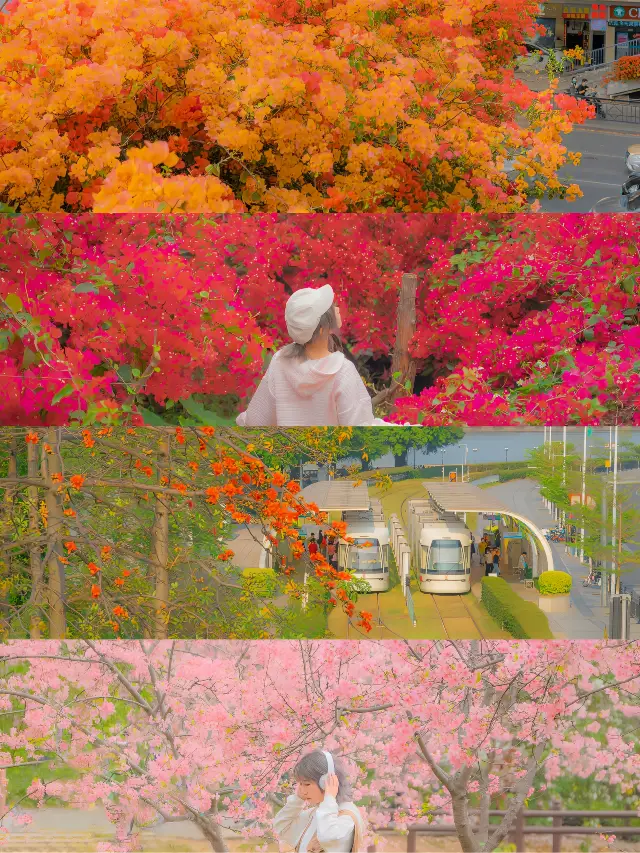 March has arrived! Guangzhou is in full bloom! Don't miss it