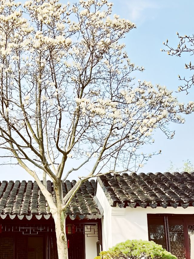 今日留園玉蘭：週末綻放，美不勝收