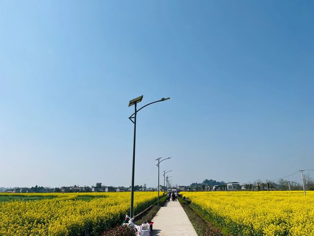 重慶潼南｜遠山近水都是油菜花