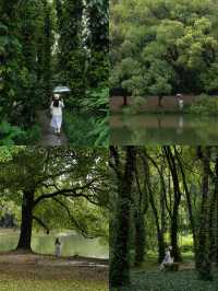 不是西雙版納！是廣州！下雨天的植物園好絕