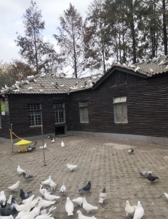 世紀公園||在上海，可以餵鴿子的公園！！