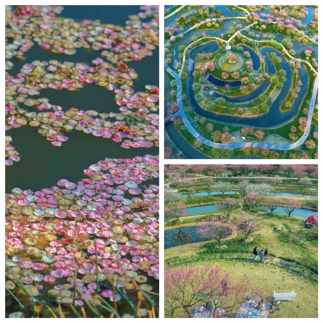 全上海最大的花海，周末踏春賞花的好去處看過來