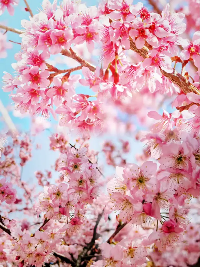 Hubei•Wuhan | The Latest Cherry Blossom Viewing Guide for 2024