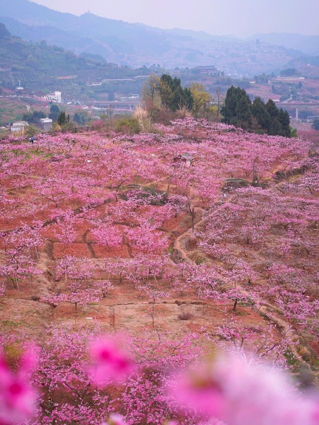 龍泉山桃花開了！仙境！寶獅村賞花攻略
