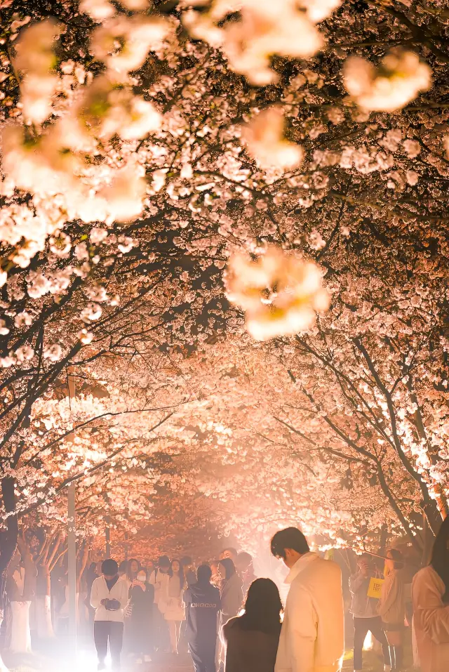 The atmosphere is fully charged as the cherry blossoms in Liangzhu seem to perform magic once it gets dark