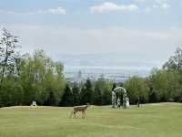 親子打卡｜大理蒼海雲上草原 拍照遛娃寶地