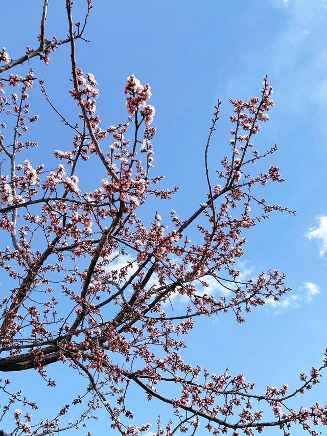 太行春暖上春山