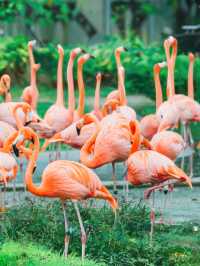 迄今為止去過最好的鳥類動物園！