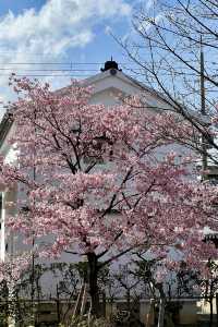 京都東寺也是賞櫻名所之一