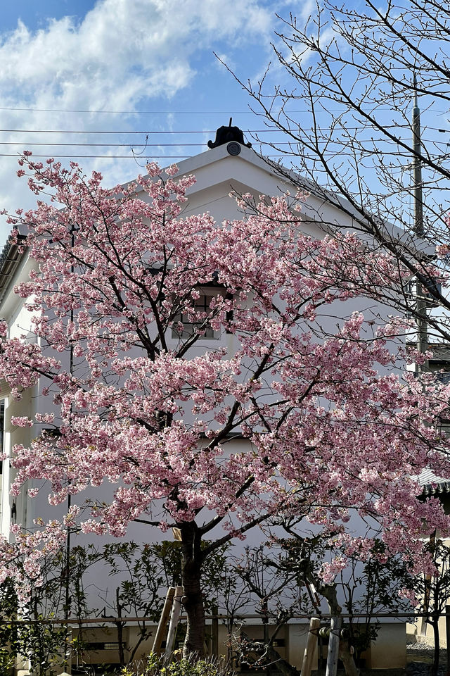 京都東寺也是賞櫻名所之一