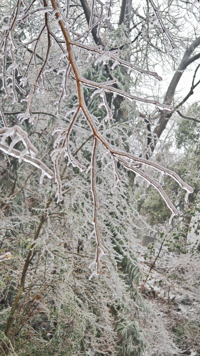 最美雪景｜春天冻雨覆蓋下的東林寺淨土苑