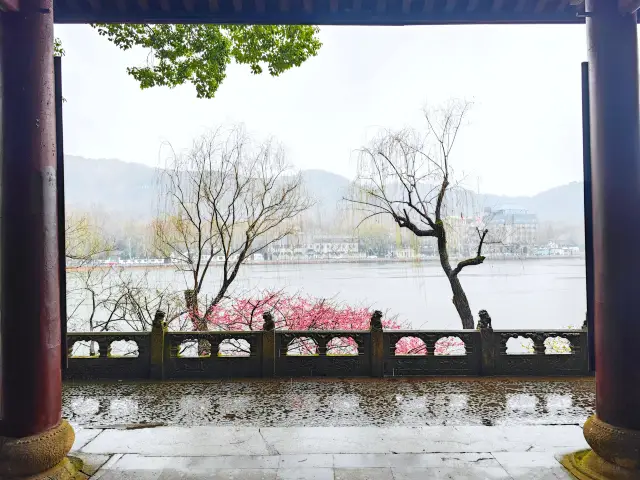 孤山公園の梅が満開です、行けます